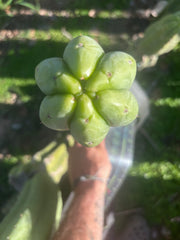 💎👑🌶️🌶️ Ogun — XL 15” Pup