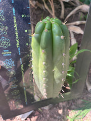 👑🌶️ Maranonensis — Thick 10” Pup