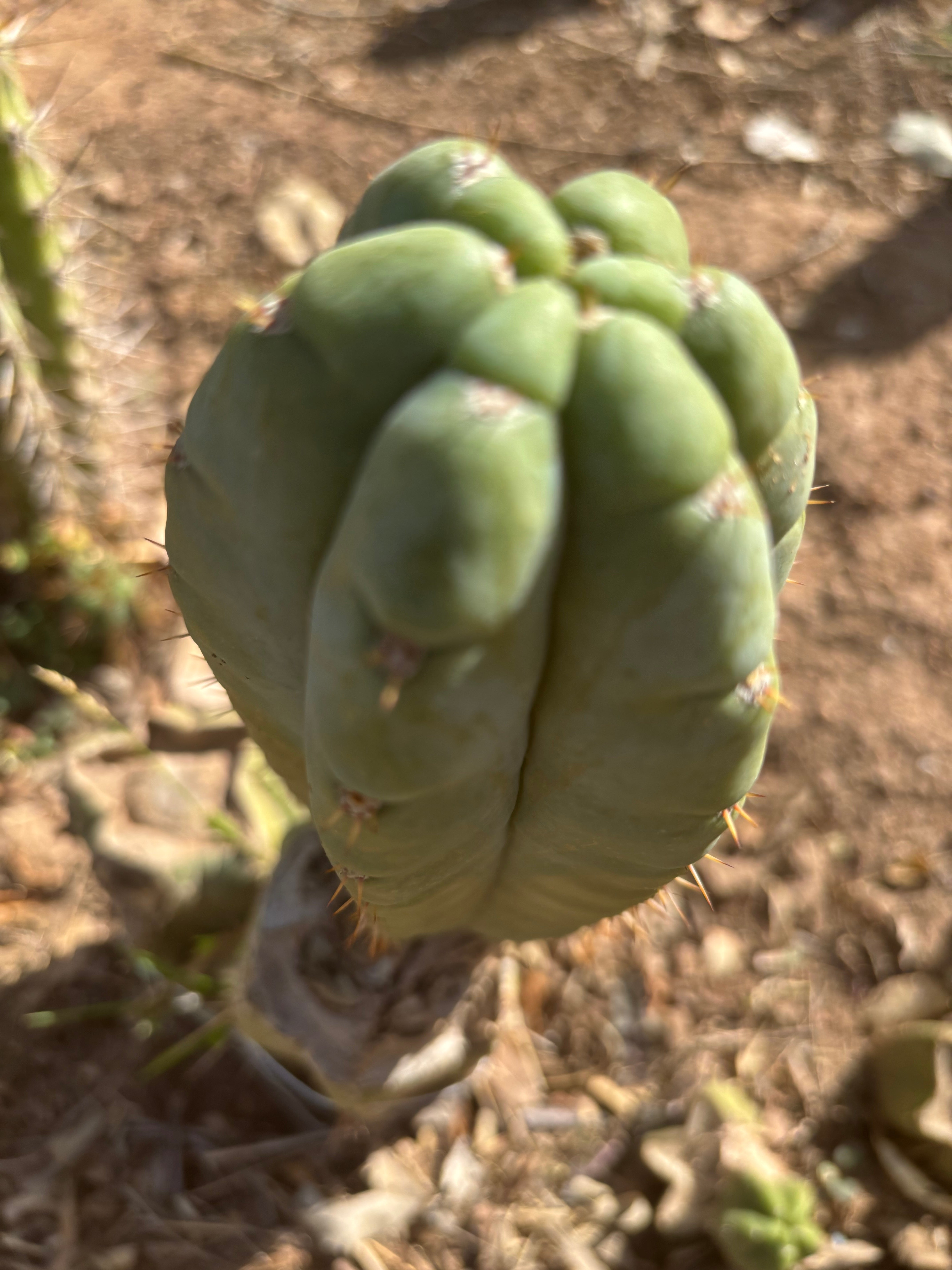 👑💎🌶️ Bob’s Colossus—  Chonky 8.5” Pup