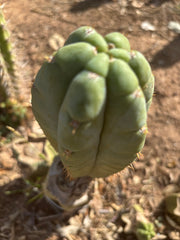 👑💎🌶️ Bob’s Colossus—  Chonky 8.5” Pup