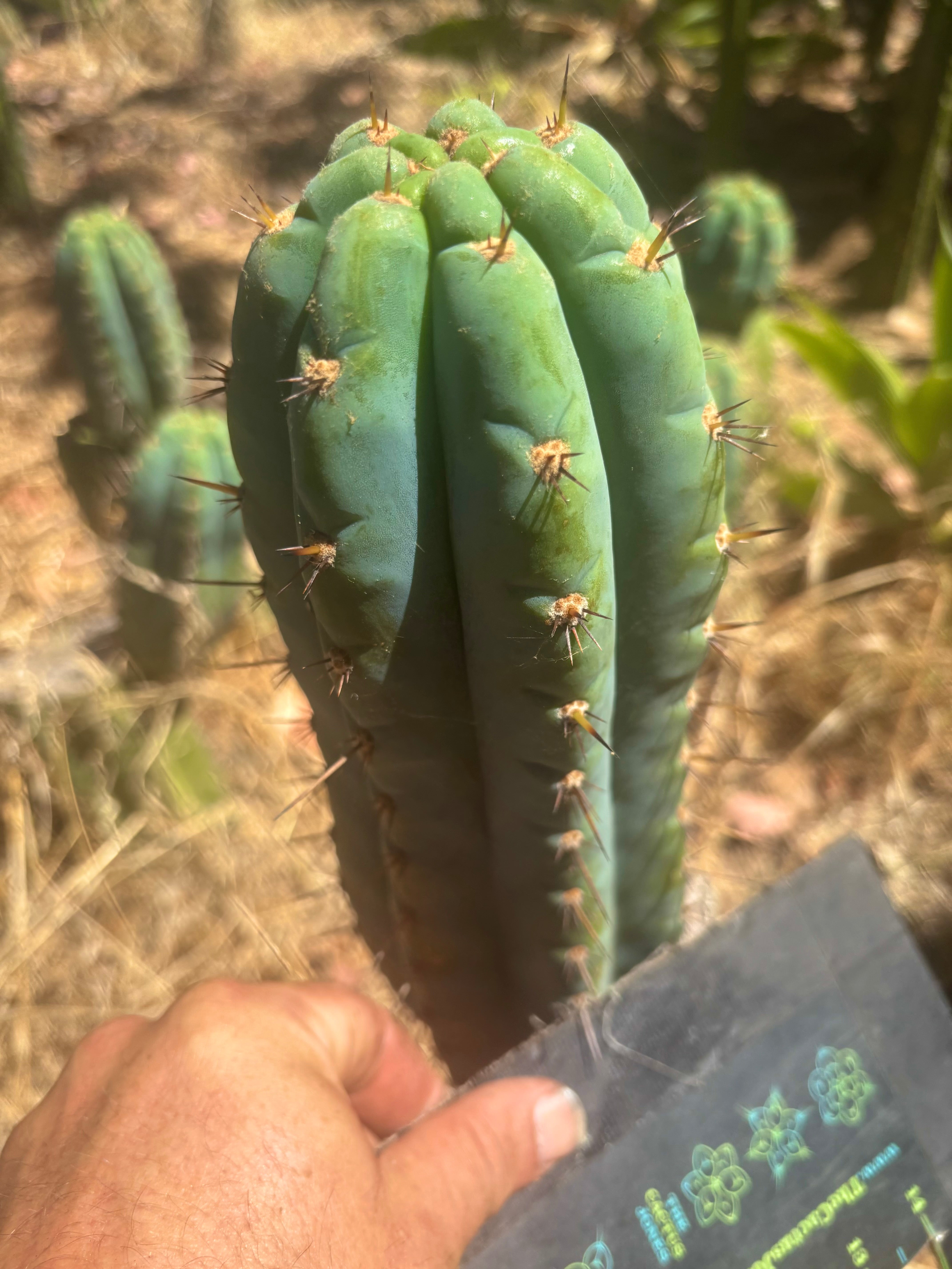 💎👑 Papa Smurf — Chonky 8” Tip