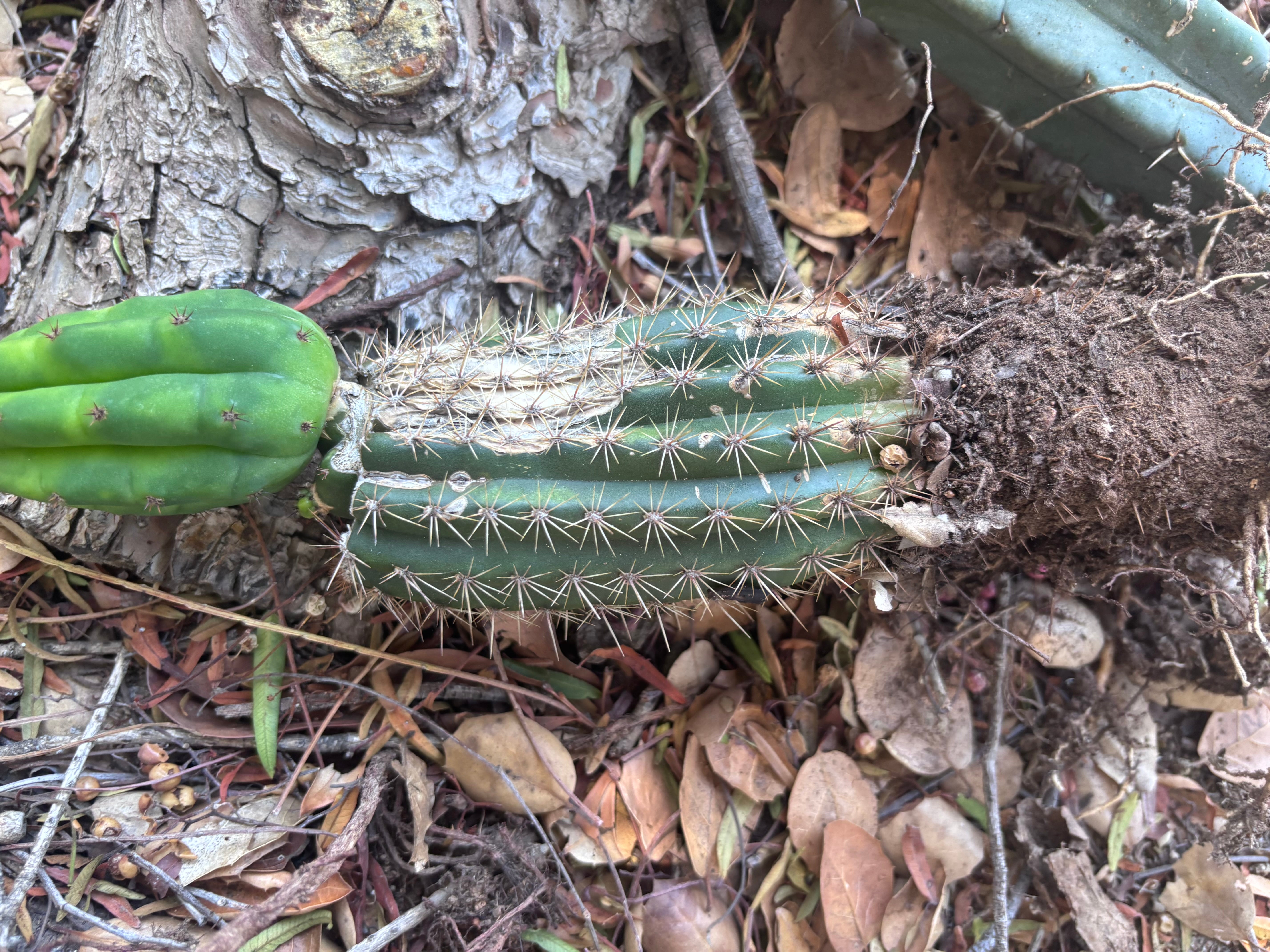 👑🌶️🌶️ KR04 — Whole Rooted Graft