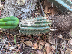 👑🌶️🌶️ KR04 — Whole Rooted Graft