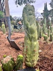 💎👑 Bruce’s Dragon — 9” Pup