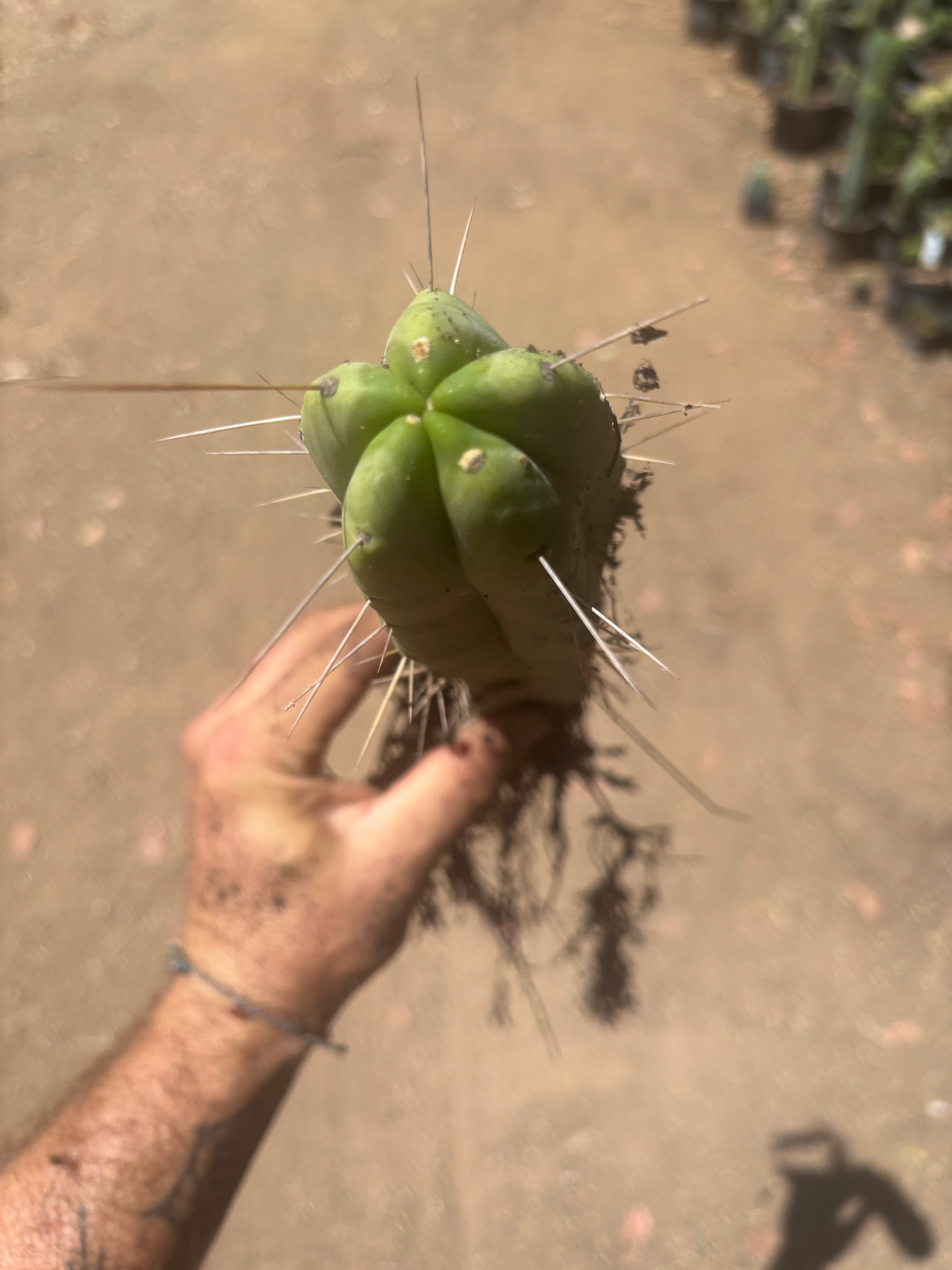 👑🌶️🌶️ Eileen — Fully Rooted 11” Tip
