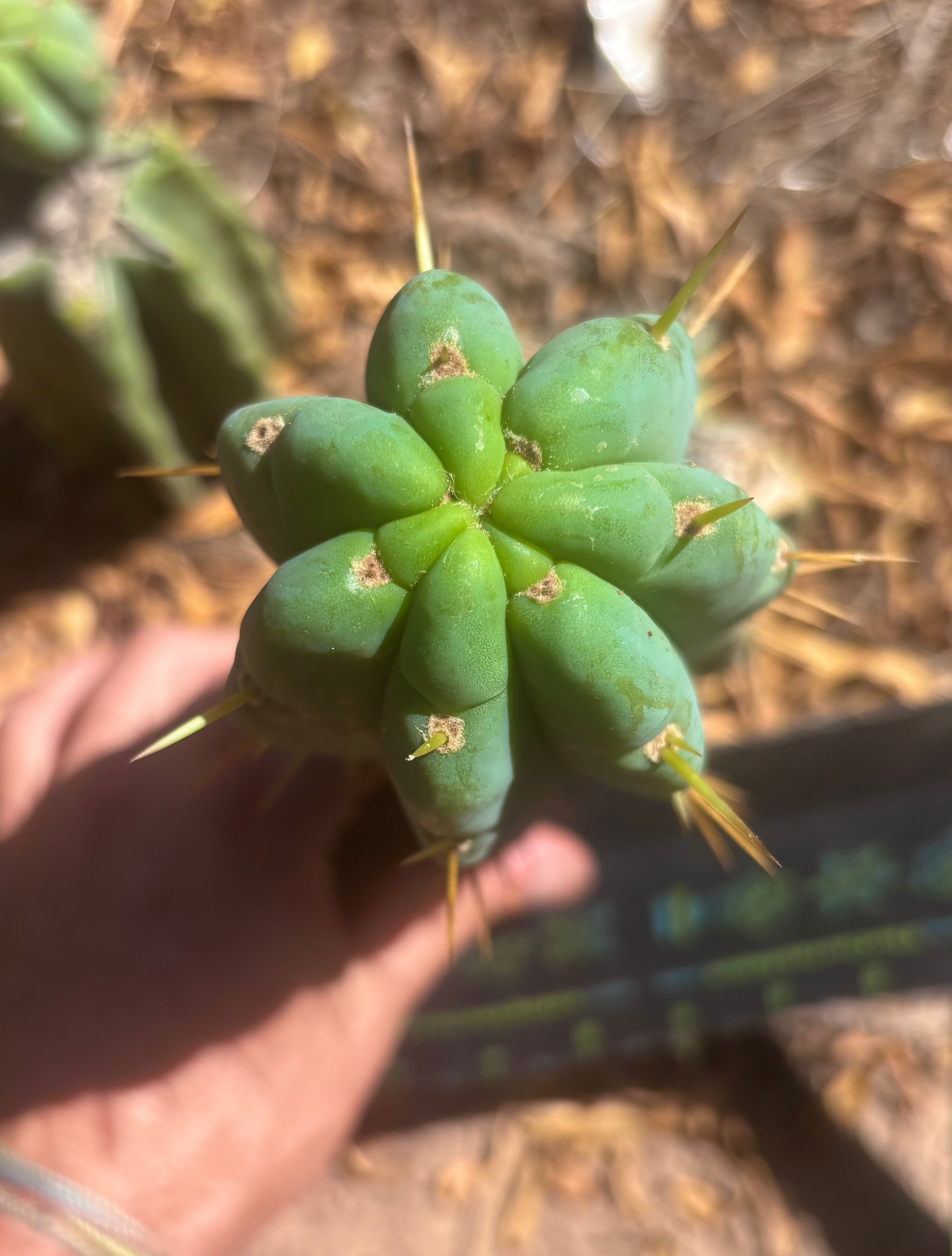 💎👑💎 Amazonas — 9” Pup