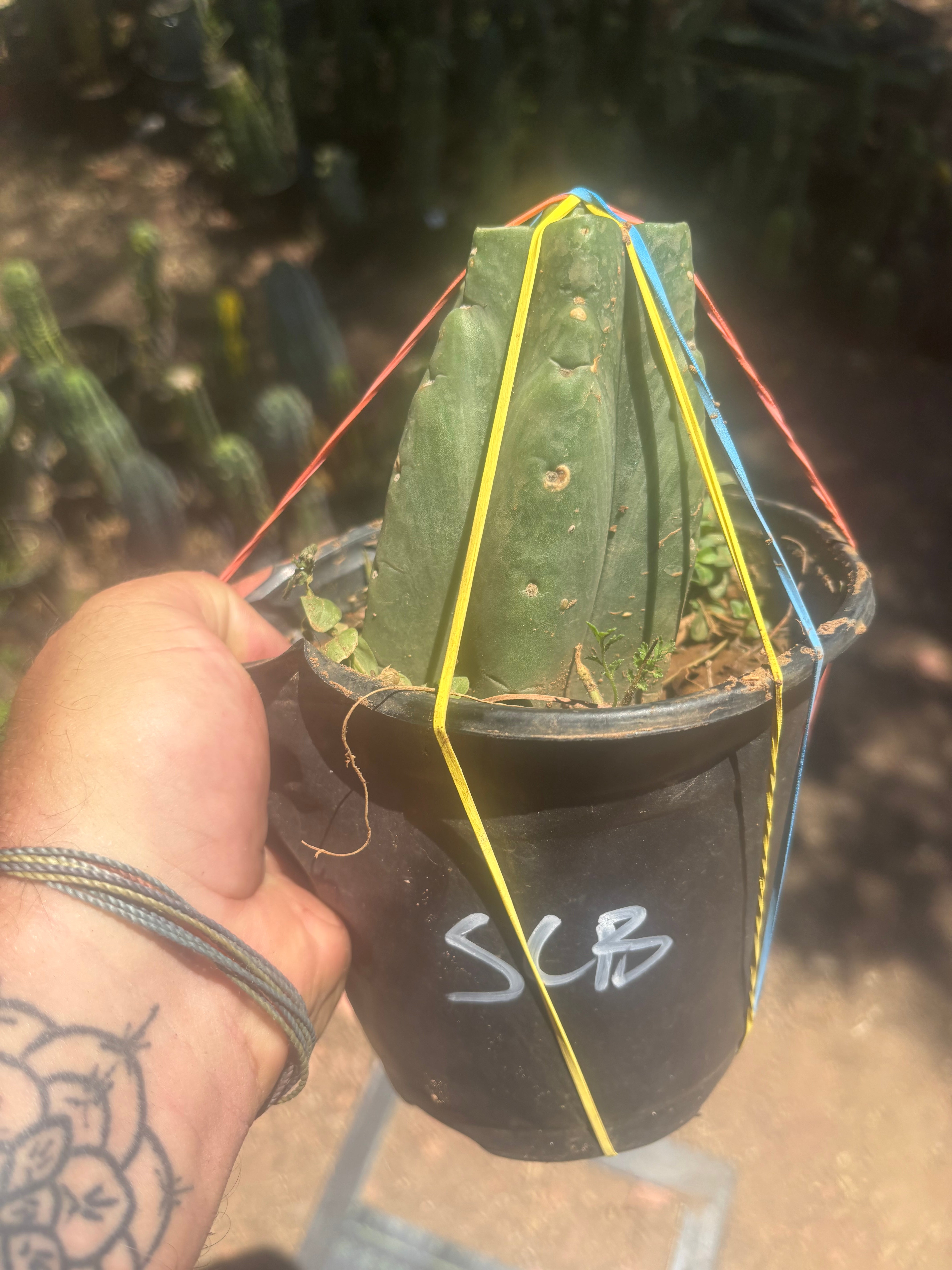 💎👑💎 SCB  — Pup Graft on Rooted Pierre