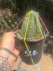 💎👑💎 SCB  — Pup Graft on Rooted Pierre