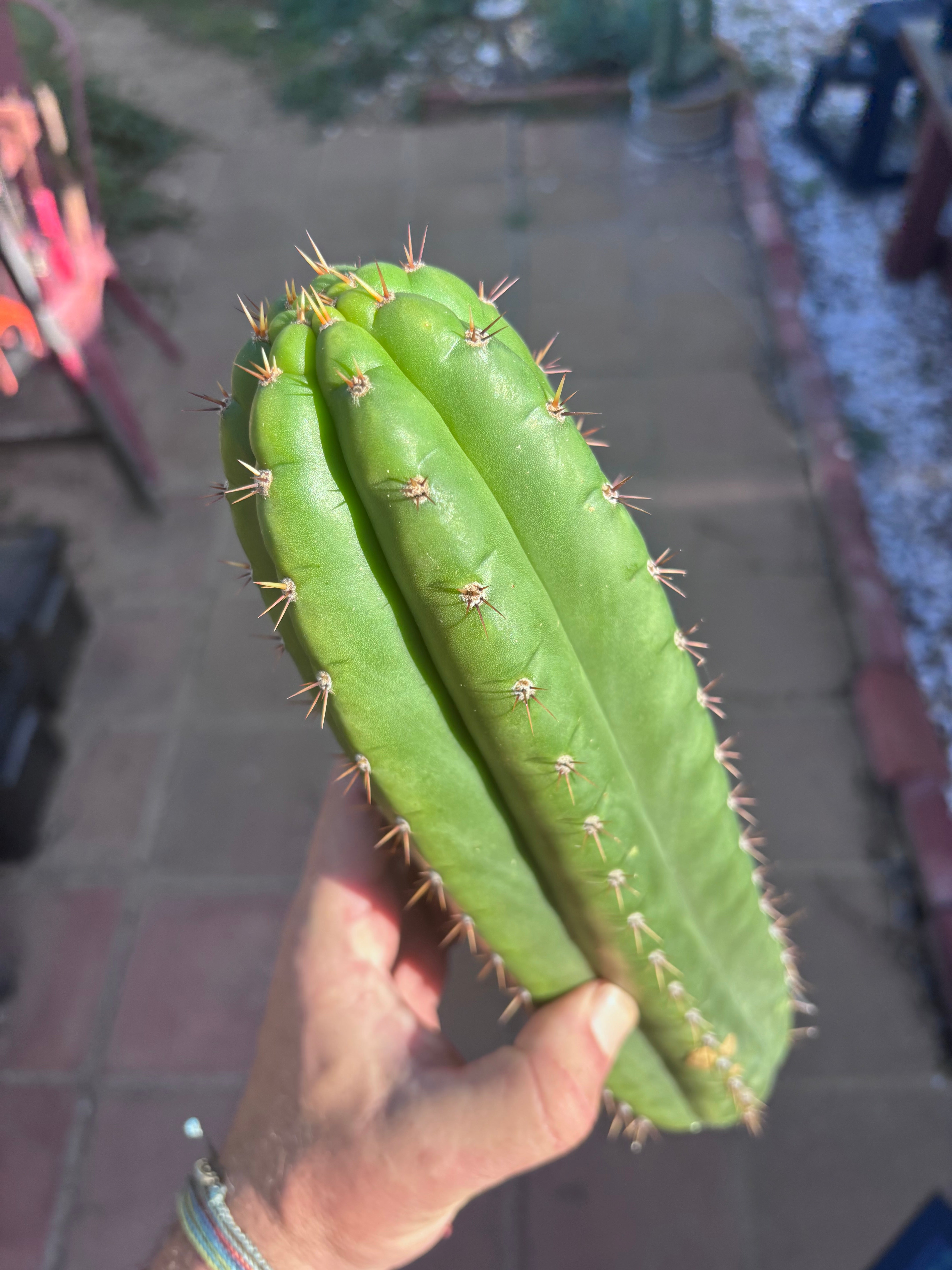 👑 LER  — 10” Pup