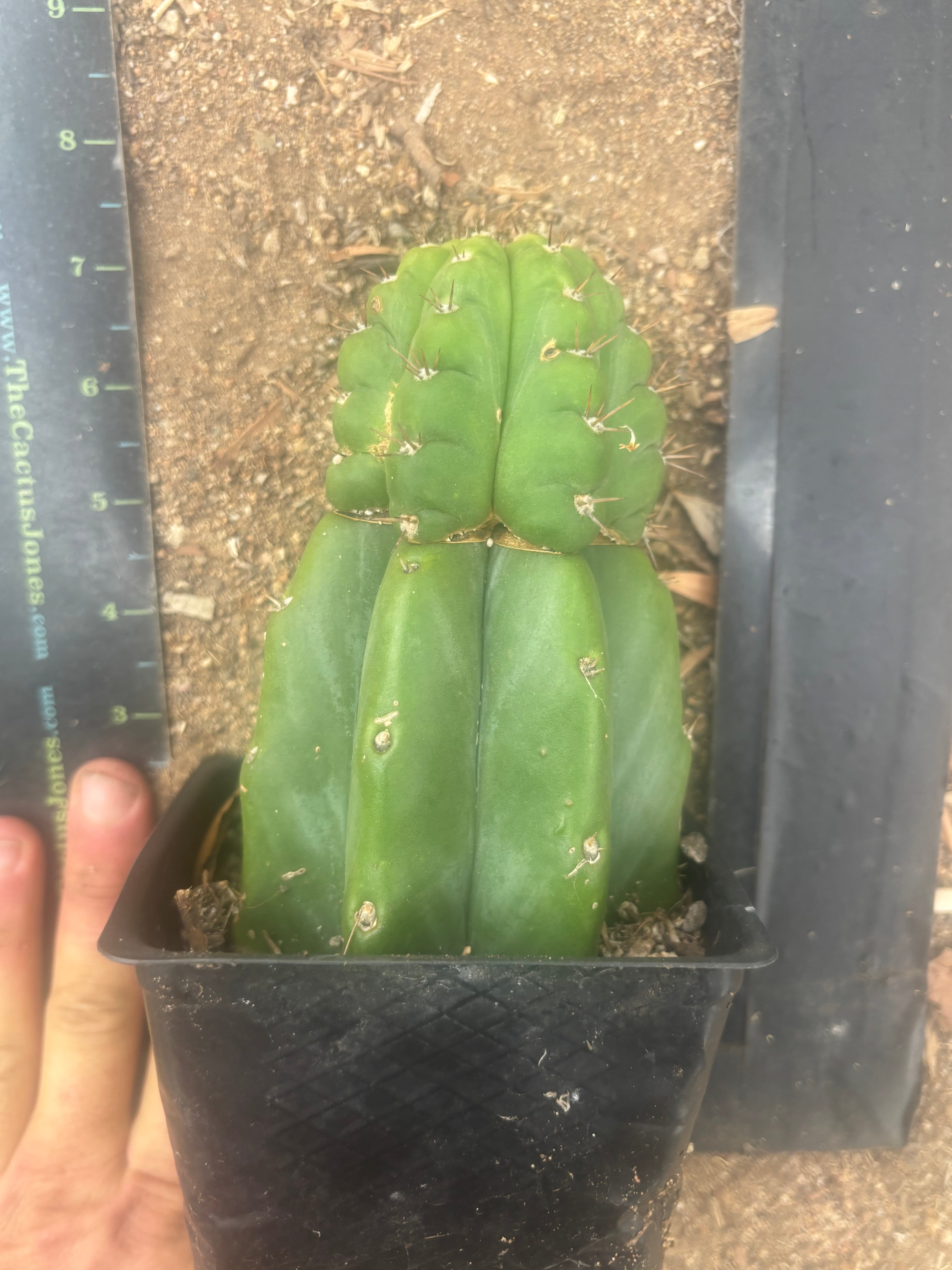 💎👑💎 Parque de Leyendes —BK08611.4 Clone A —  “Work of Art” Tip Graft on Rooted Stock