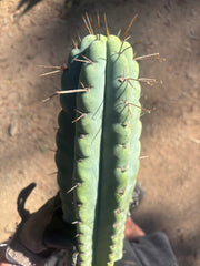 💎🌶️ NOM — XL 14” Tip