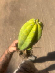 💎 Landfill x Super Pedro — Seed Grown XL 15” Full Roots