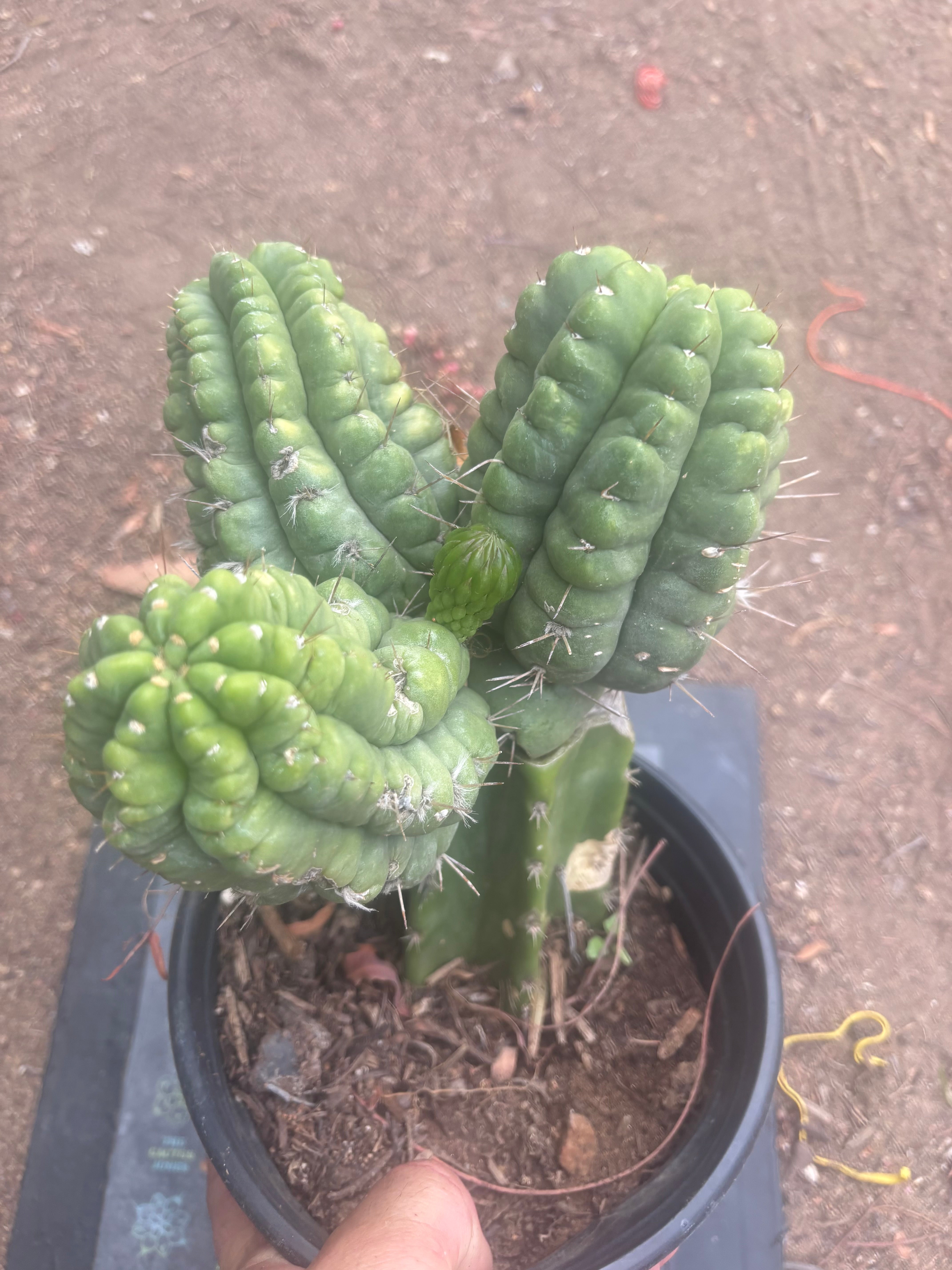 💎👑💎 Havran — XL Established Graft on Rooted PC