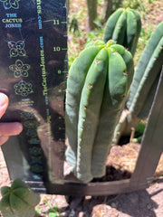 Hulk x Super Pedro —  10.5” Pup
