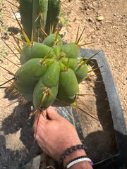 👑🌶️ Nash — 10” Tips, Restocked