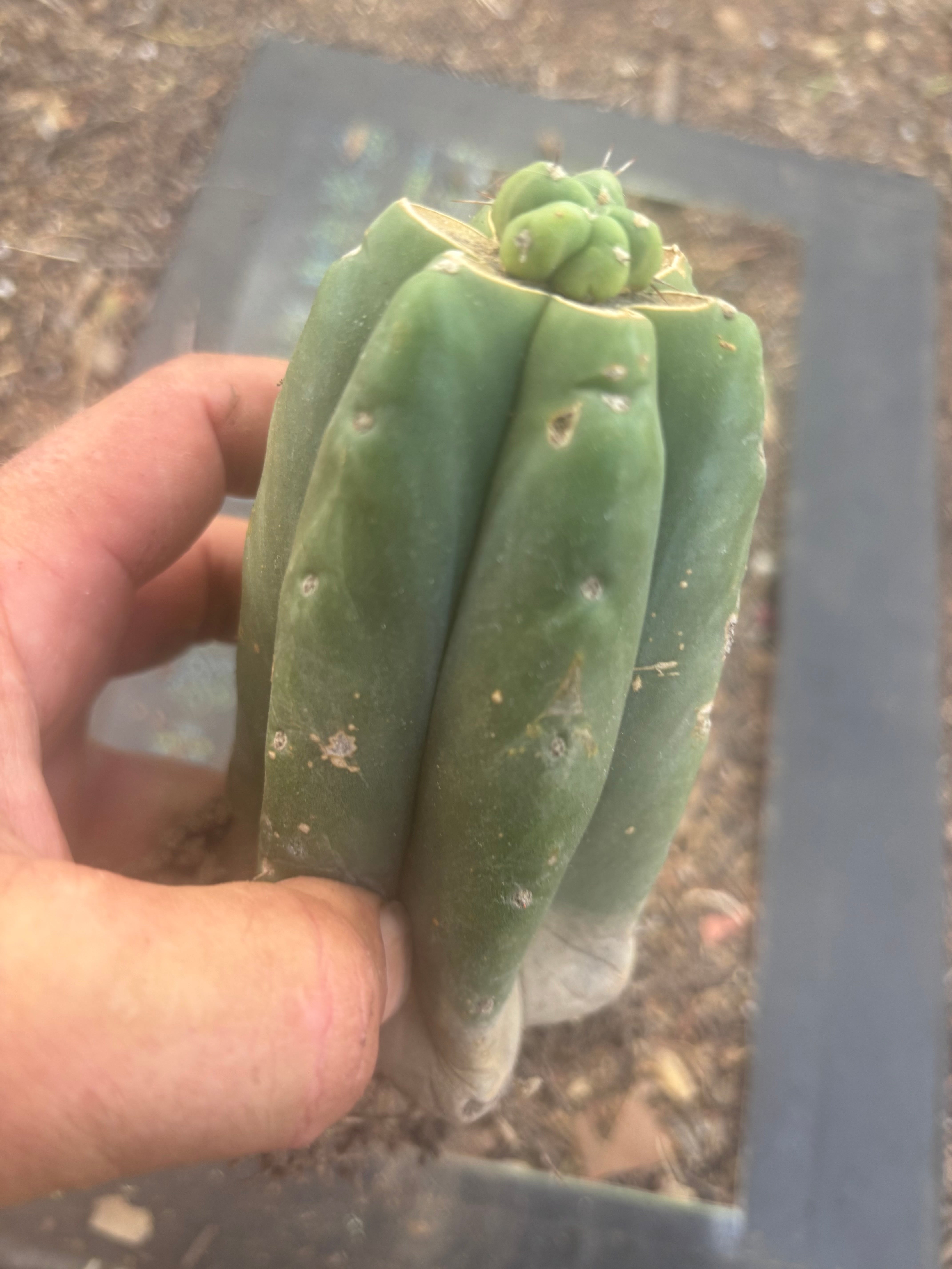 👑💎🌶️  CSD — Another Pup Graft on Rooted Pierre