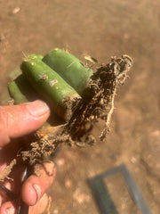 💎👑💎 Havran — Pup Graft on PC w/Roots