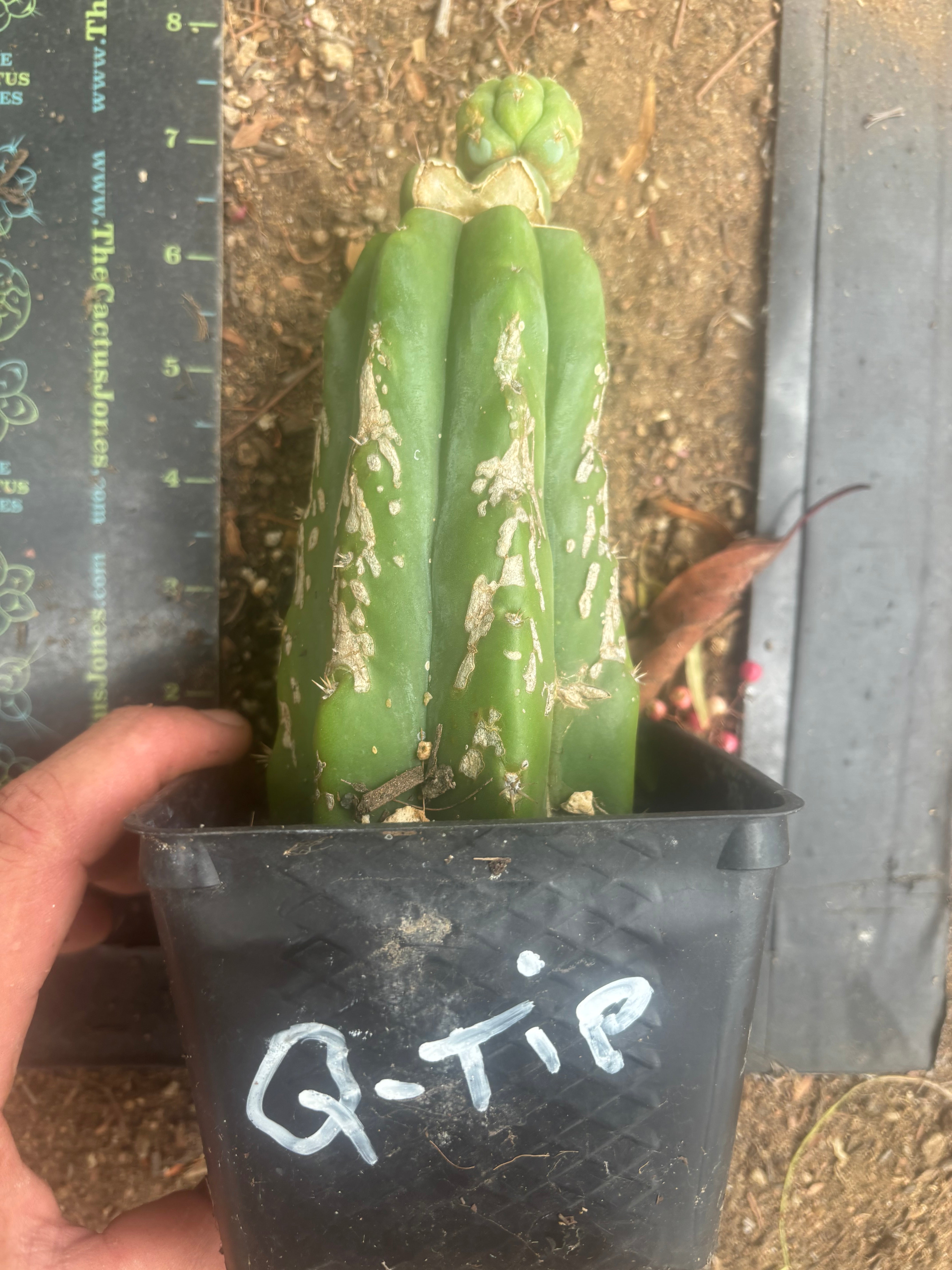 💎👑 Q-Tip — Pupping Slab Graft on Rooted PC