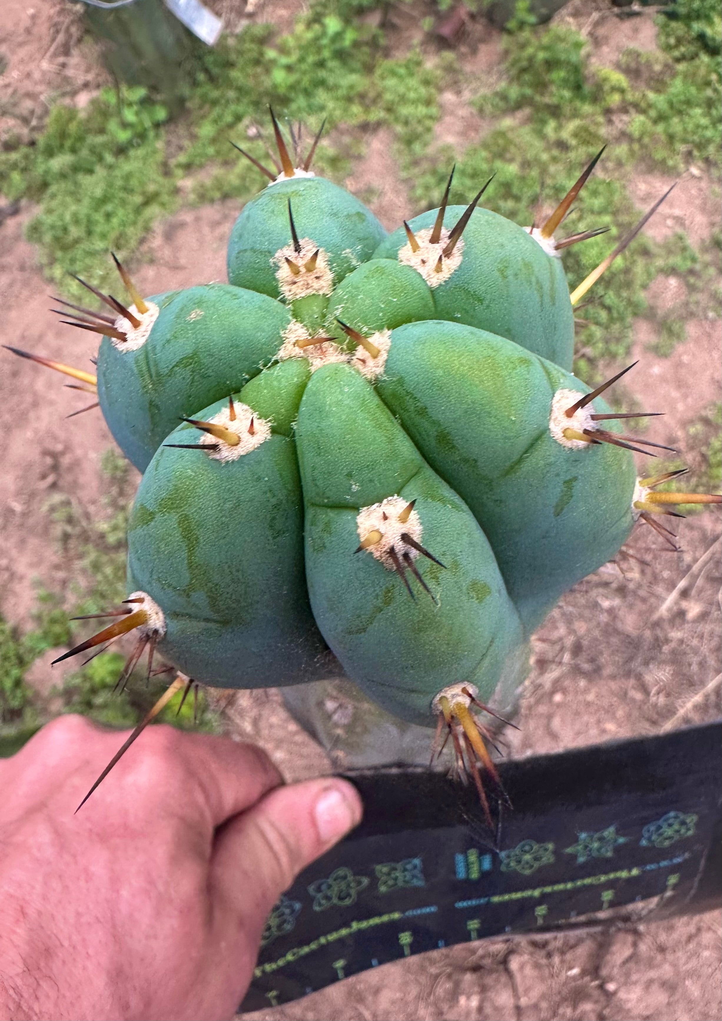 💎👑🌶️💎  Hyperspace Pixie! — 8” Tip