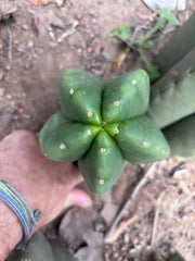 💎👑💎🌶️ Ferah — XL Pup