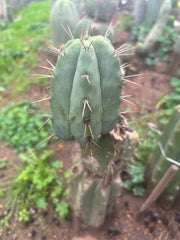 👑💎🌶️ CSD — 4” Degraft Pup