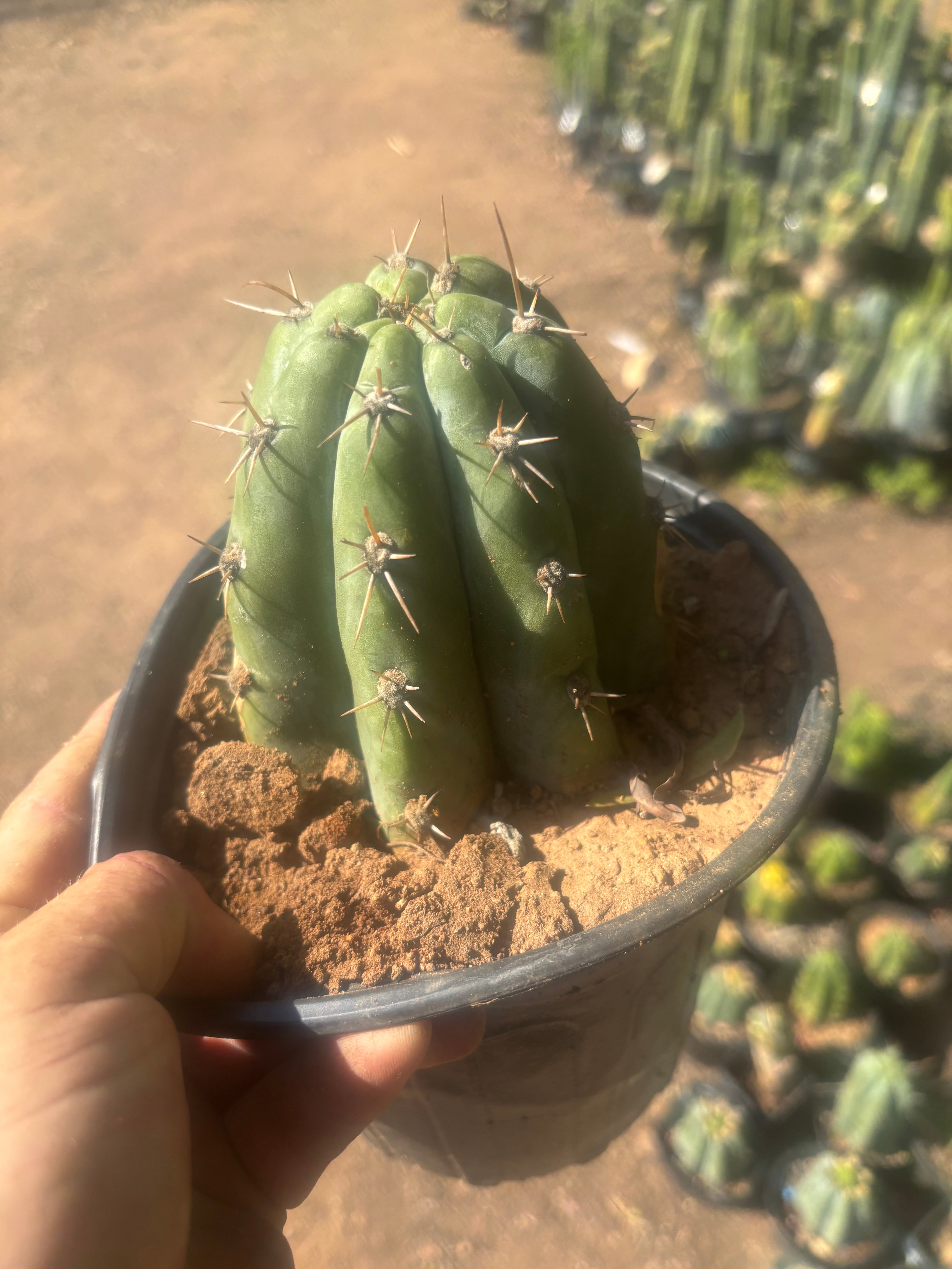 👑 TSSBP — Rooted Tip