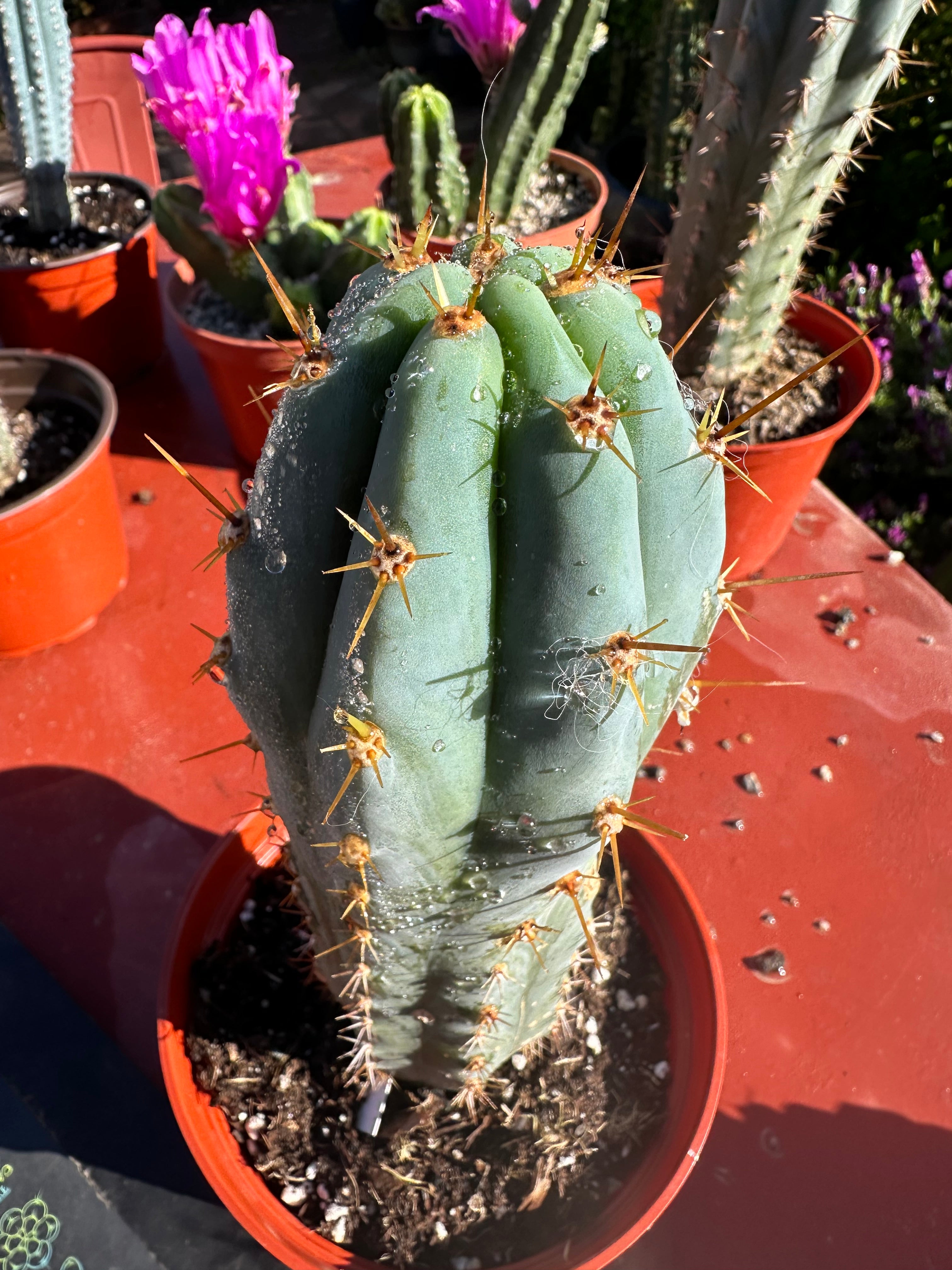 👑💙 Icaros Peruvianus  — Rooted 8” (2)