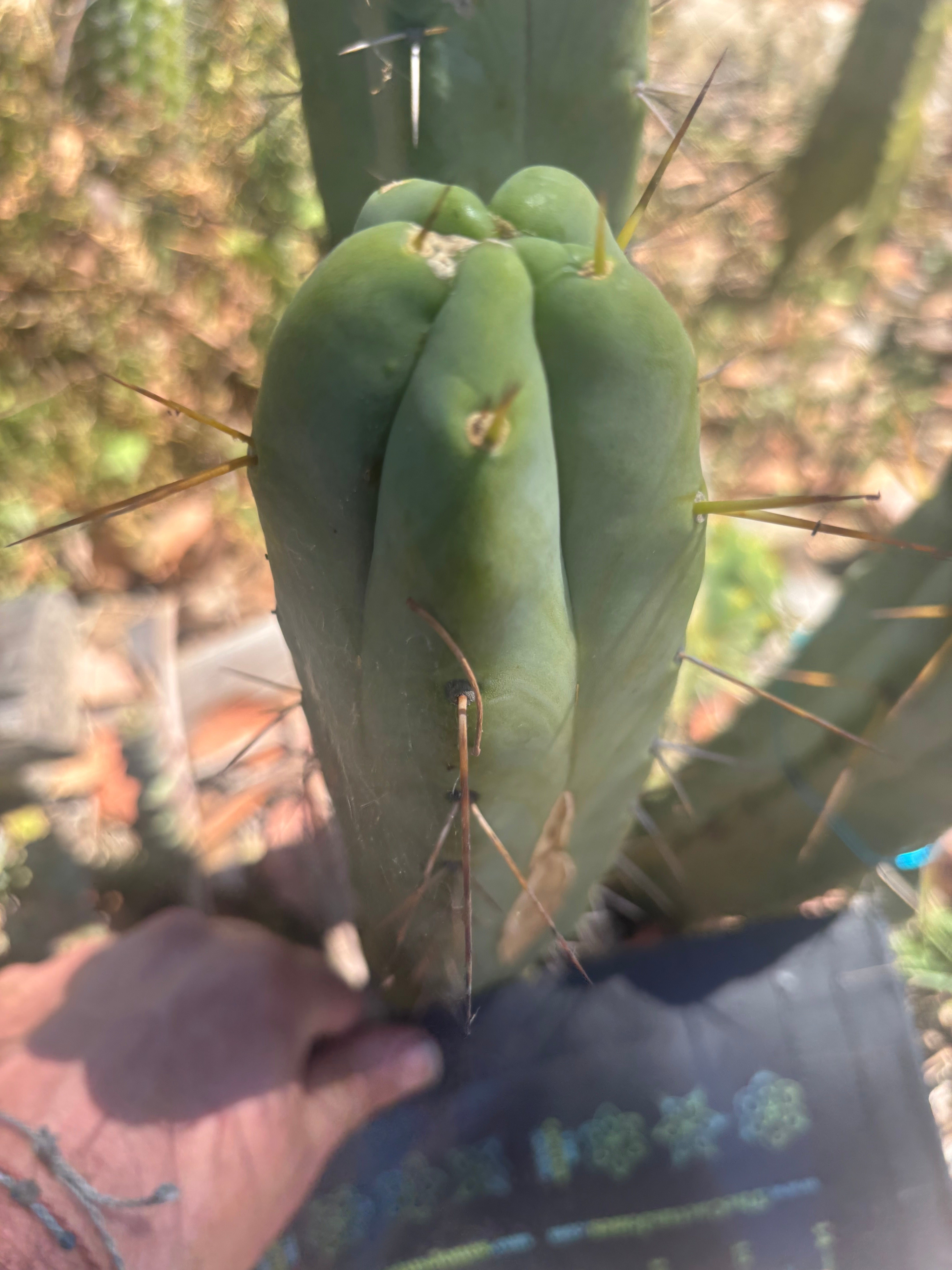 💎👑🌶️ Platform 9 3/4  — 10” Tip