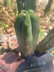 💎👑🌶️ Platform 9 3/4  — 10” Tip