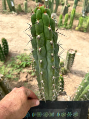 Chalaensis — 11” Tip