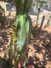 👑🌶️ MJC01  — 8.5” Pup