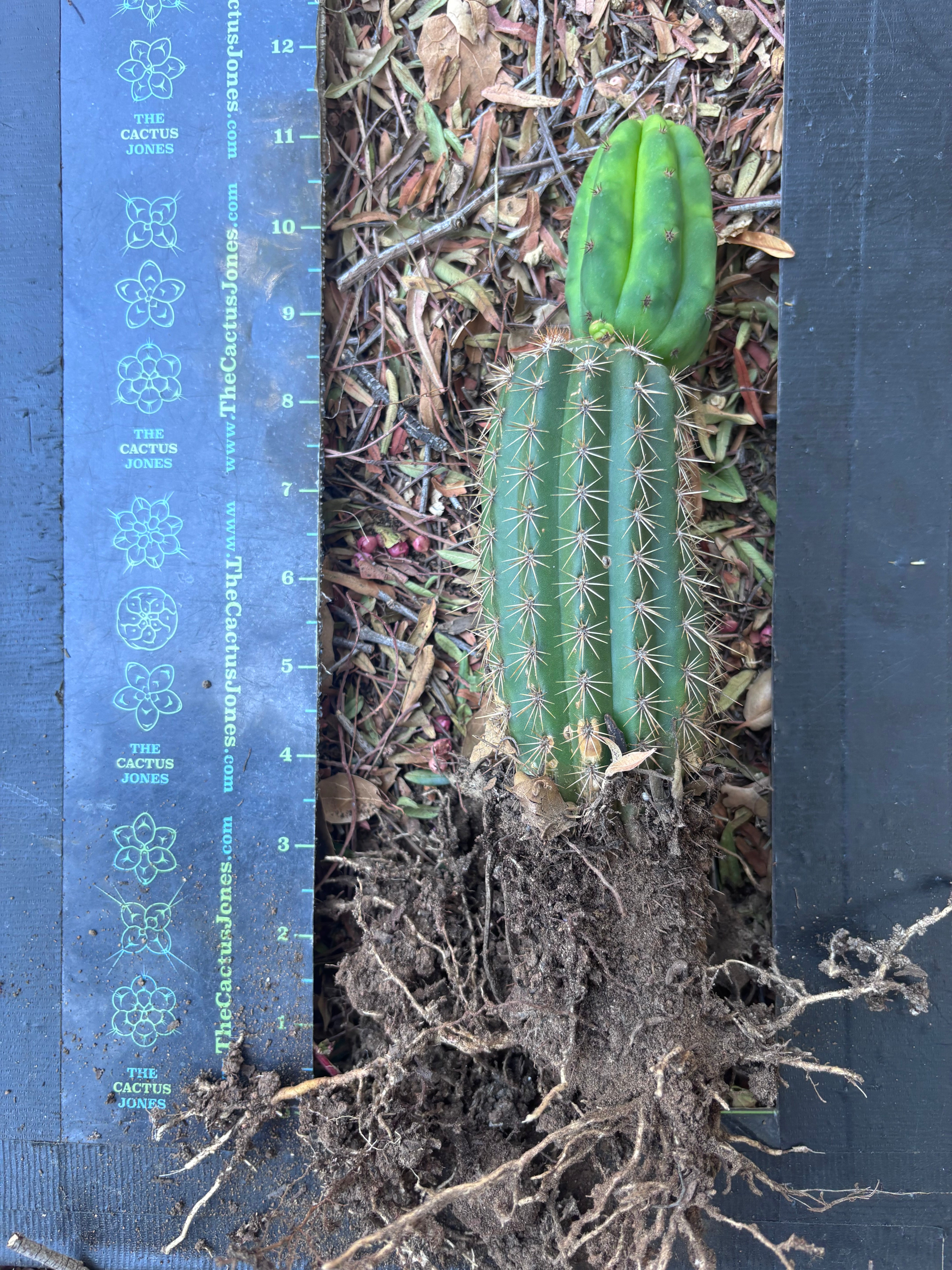 👑🌶️🌶️ KR04 — Whole Rooted Graft