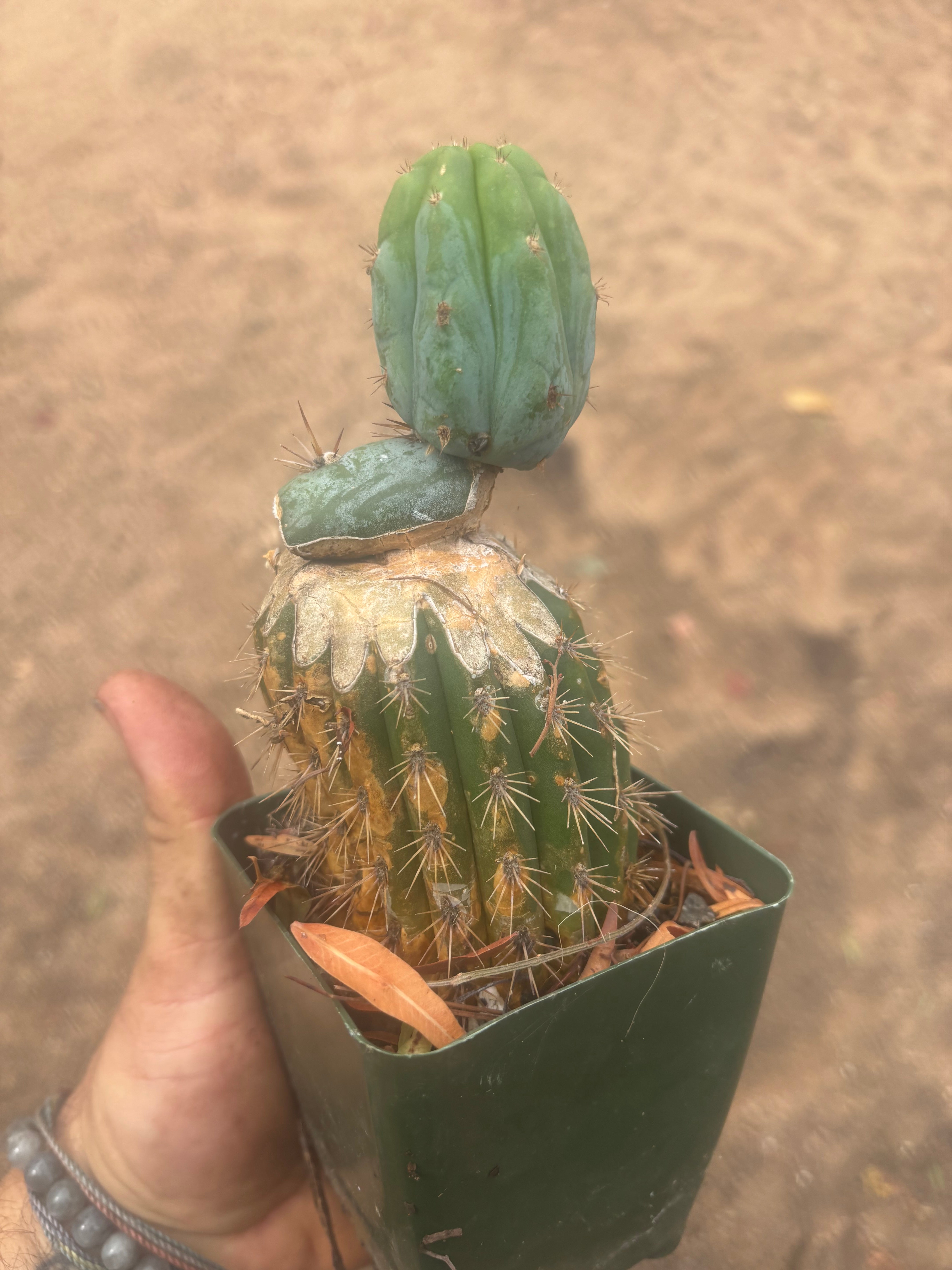💎👑💎  NUBS — Established Slab Graft w/ Pup, Rooted