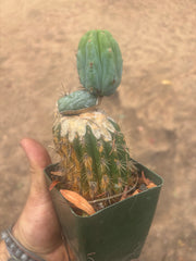 💎👑💎  NUBS — Established Slab Graft w/ Pup, Rooted