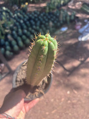 👑🌶️ Torres & Torres — 11” Rooted