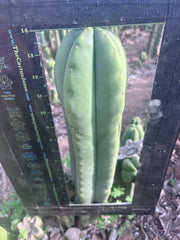 👑💎 Aussie Scop — XL 14” Tip