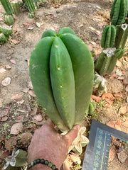 👑🌶️ Zulk — Thick 10” Tip