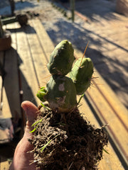 👑🌶️🌶️  TBM Clone B