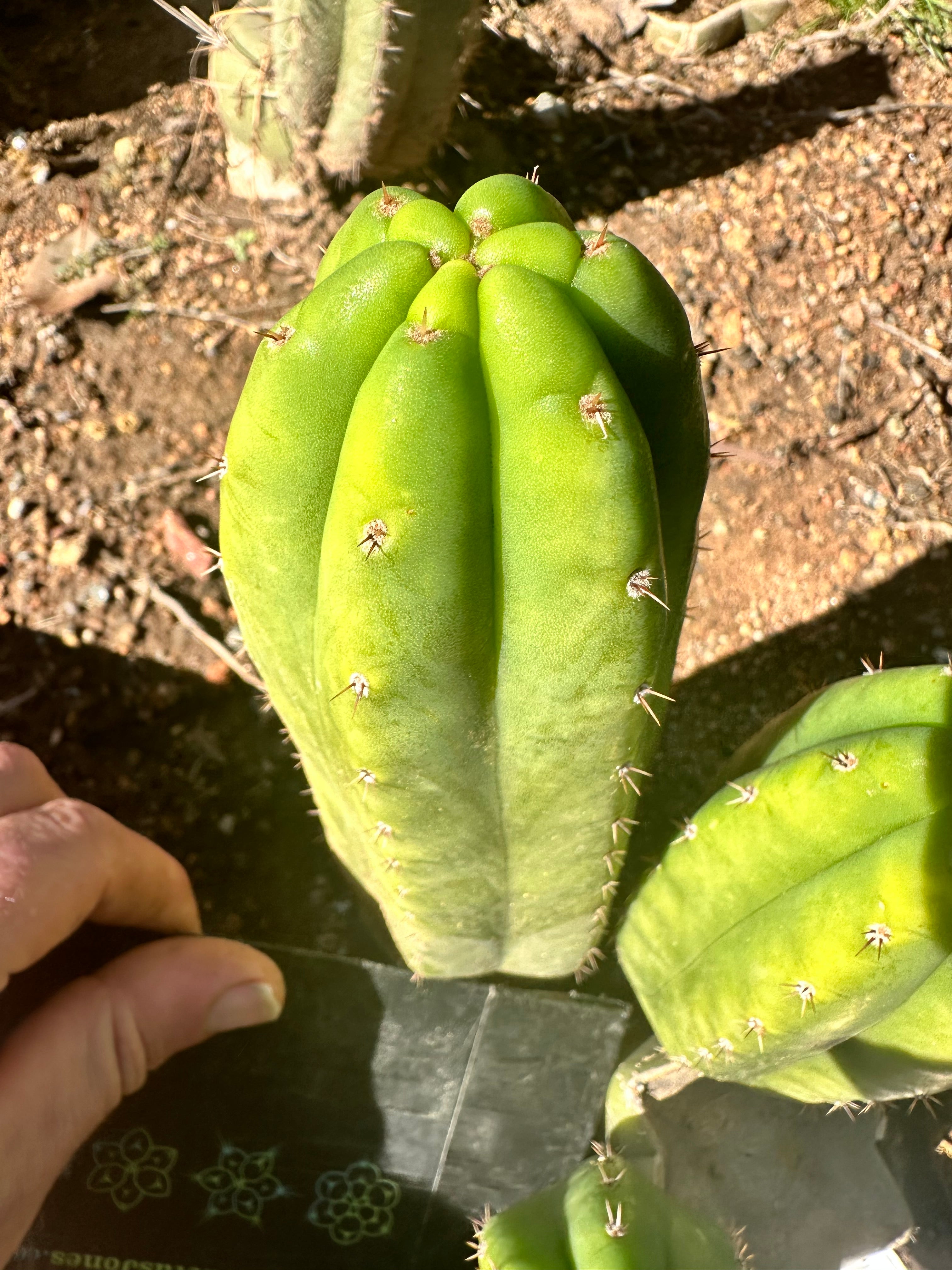 👑🌶️🌶️ KR04 — 6” Tip