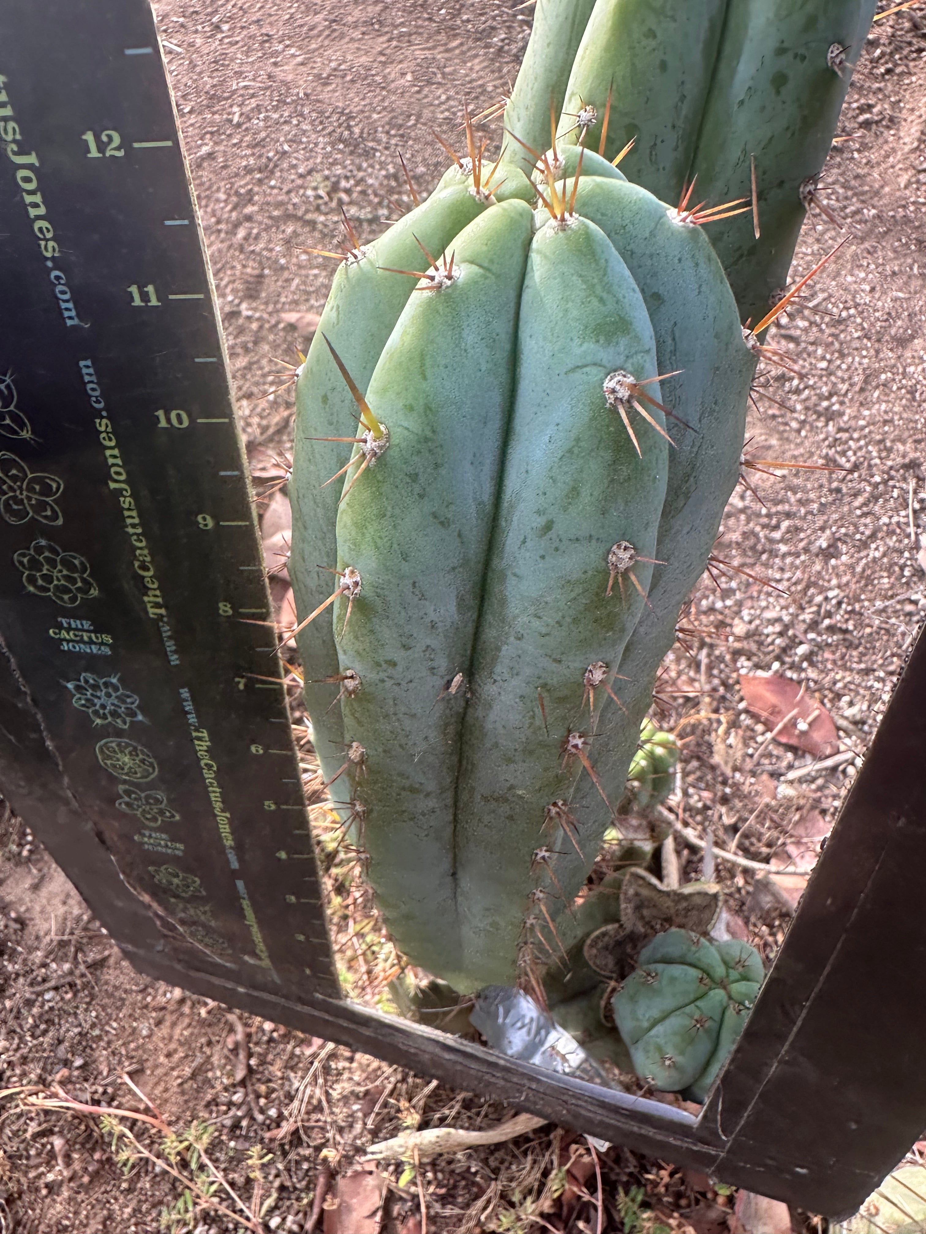 👑🌶️ Kimnach — Chonky 12” Pup