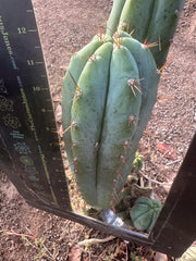 👑🌶️ Kimnach — Chonky 12” Pup