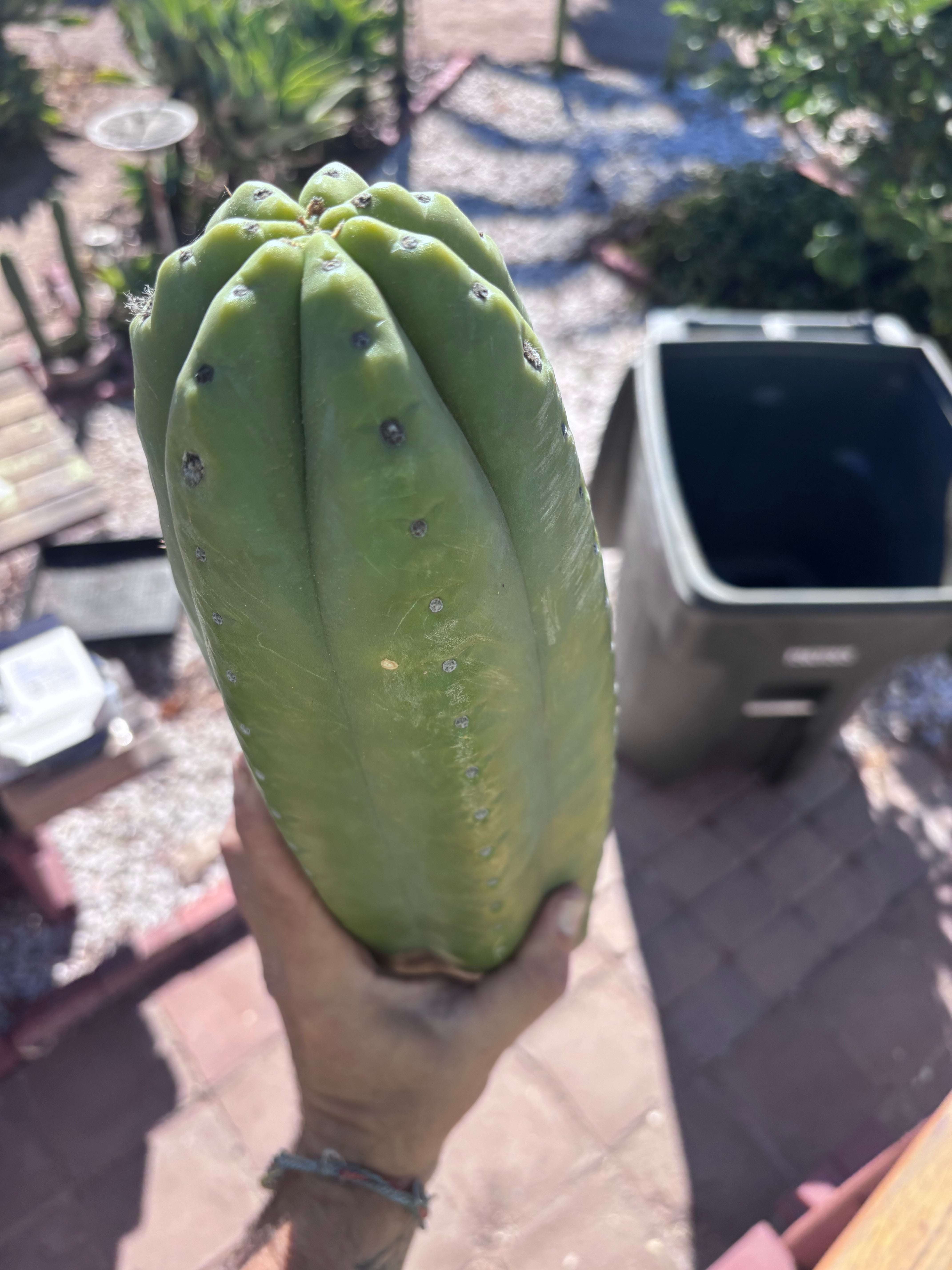 👑💎🌶️ The 2nd Fattest Soozy Tip I’ve Ever Listed