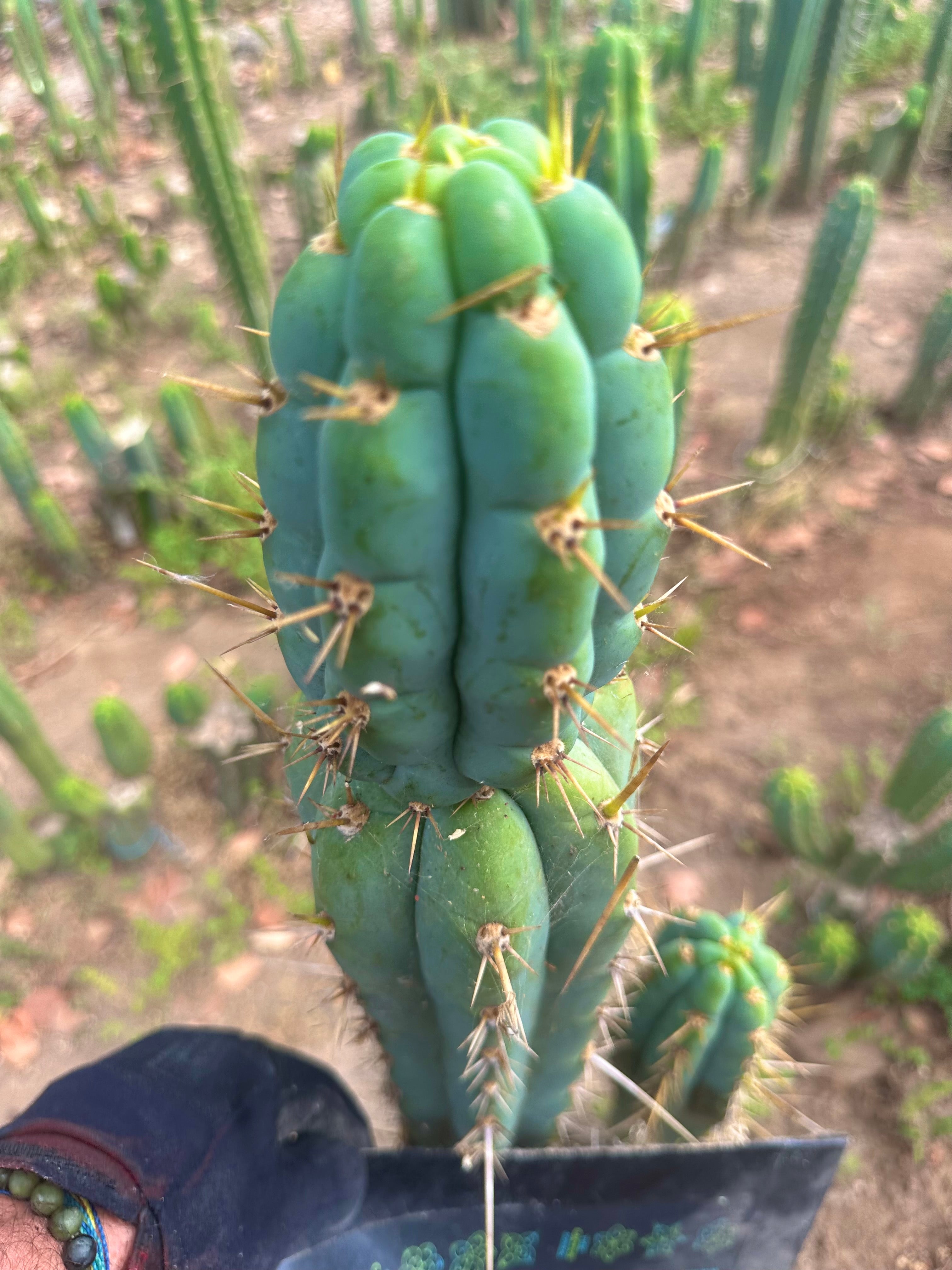 Colossus x Clyde  — XL 14” Tip