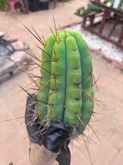 🌶️🌶️⚠️ E.R. — Another Beefy 9” Pup