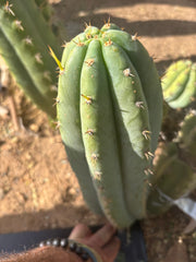 👑 Brian’s Blue Skies — XL 14” Pup