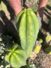 👑🌶️🌶️ Ogun — 9.5” Tip