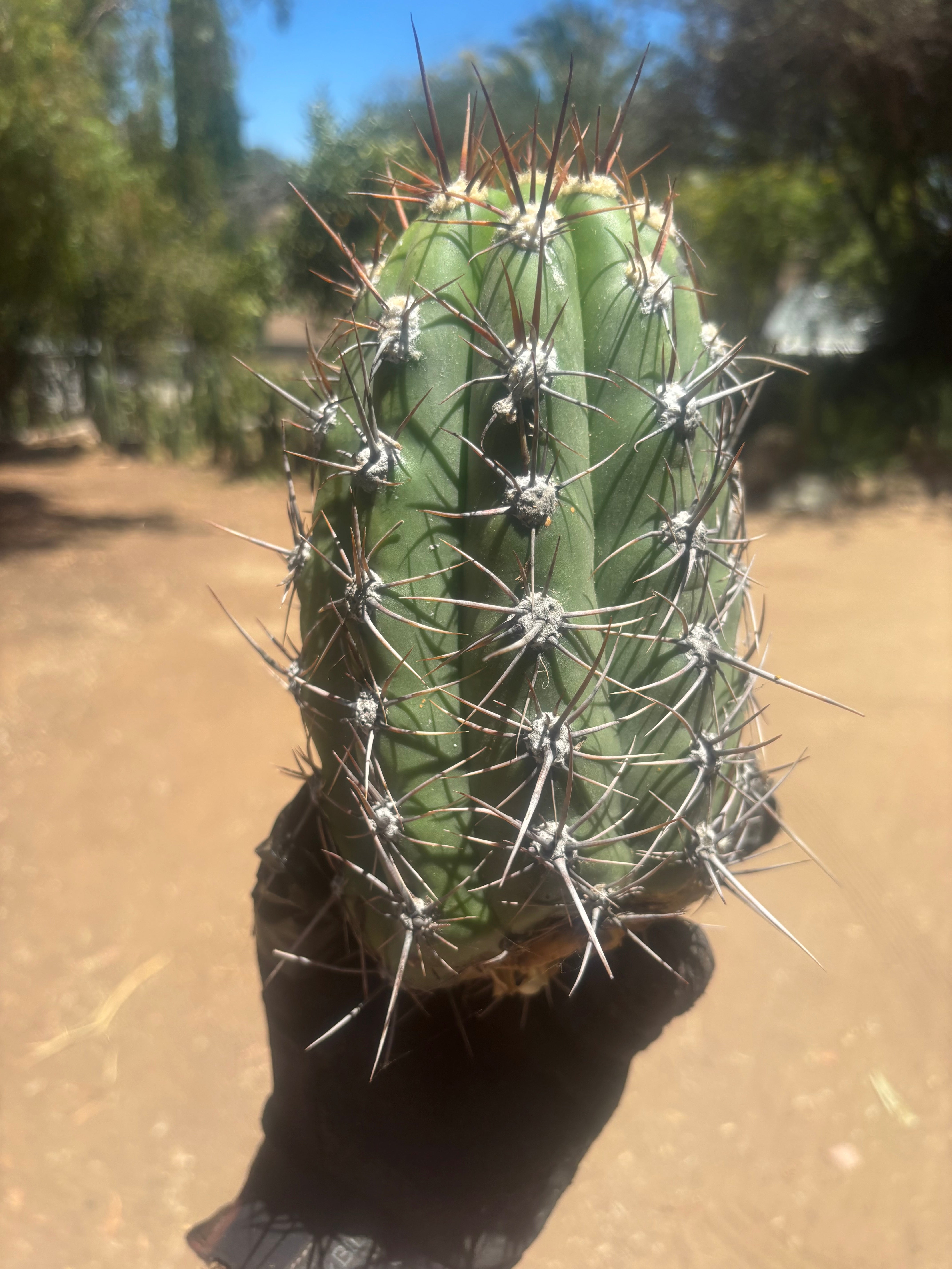 💎⚔️ Taquimbalensis — Chonky 8” Pup
