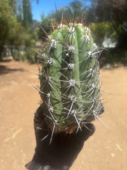 💎⚔️ Taquimbalensis — Chonky 8” Pup