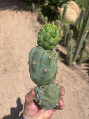 💎👑 Bruce’s Dragon — Chonky 9” Stacker Pup