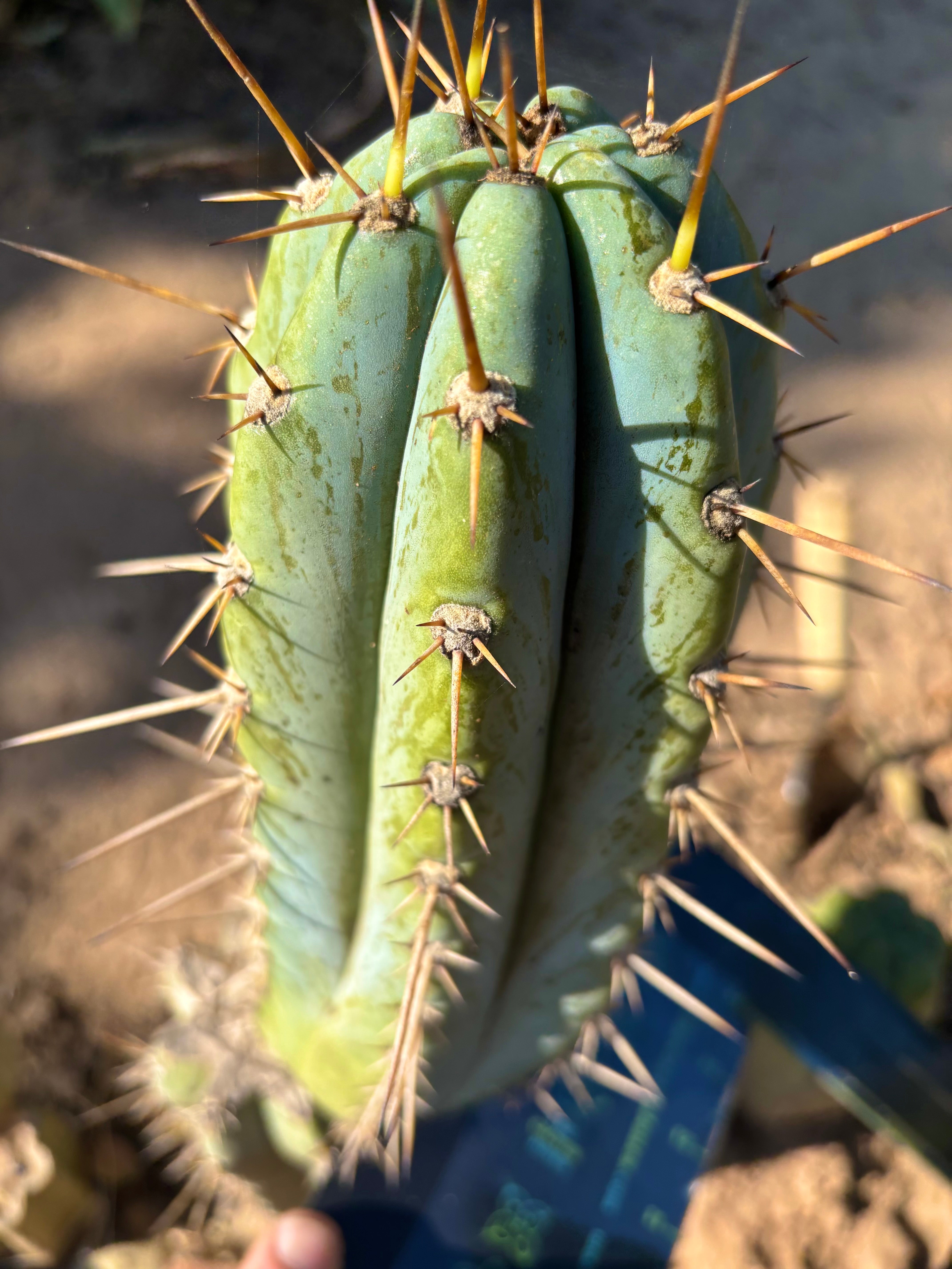 💎👑  Verne’s Glaucus — Chonky 10” Pup